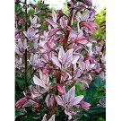 10 Flower Seeds Red Gas Plant Fragrant Fire     #LMES2