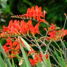 10 Flower Seeds Red Lucifer Crocosmia, easy to grow    #LMES2