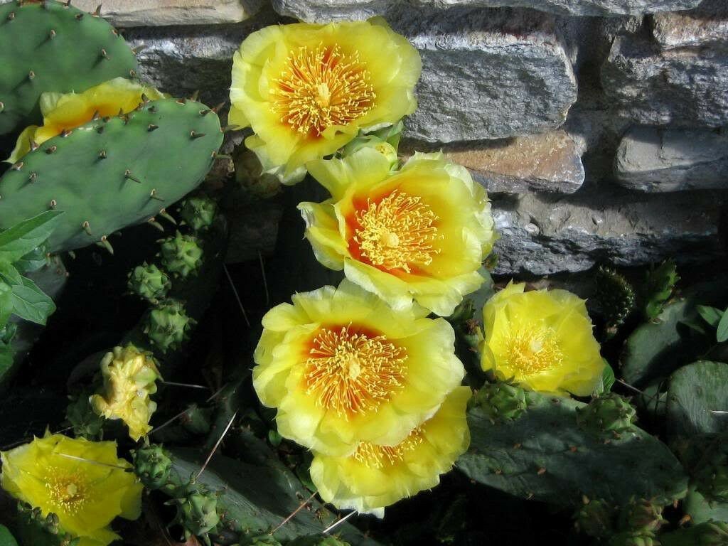 yellow Prickly Pear Cactus Opuntia, 10 Flower  seeds #LMES2