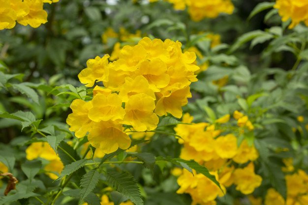 10 Flower Seeds Tecoma Stans Yellow Bells Esperanza     #LMES2