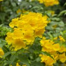 10 Flower Seeds Tecoma Stans Yellow Bells Esperanza     #LMES2