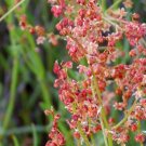 100 Flower Seeds Sheep Sorrel Rumex Acetosella Red Field     #LMES2
