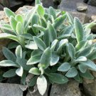 100 flower Seeds Lamb's Ear  Stachys Byzantina Lanata  #IEB27