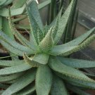 10   Aloe Aculeata Seeds, easy to grow   #IEB27