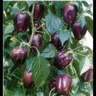 50 Vegetable Seeds Purple Beauty Pepper      #IEB27