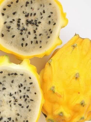 25 fruit Seeds Yellow Sweet Dragon  palora   Pitaya Selenicereus  #IEB27