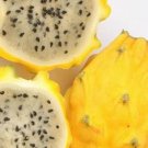 25 fruit Seeds Yellow Sweet Dragon  palora   Pitaya Selenicereus  #IEB27
