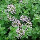 1,000  Vegetable Seeds Sweet Oregano      #IEB27