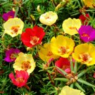 500 Seeds Moss Rose  Portulaca Grandiflora  Mixed Colors    #IEB27