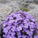 500 Flower Seeds Purple Rockcress Aubrieta, easy to grow  #LMES2