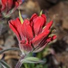 Crimson red  Indian Paintbrush Castilleja, 50 Flower Seeds 	 #LMES2