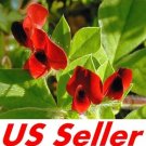 Asparagus Pea red Tetragonolobus Purpureus, 20 Seeds    #IEB27
