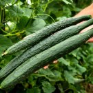 20 Vegetable Seeds Jade Cucumber, easy to grow    #IEB27