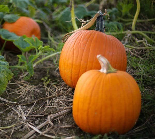 20 Vegetable Seeds Small Sugar Pumpkin   #IEB30