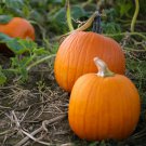 20 Vegetable Seeds Small Sugar Pumpkin   #IEB30