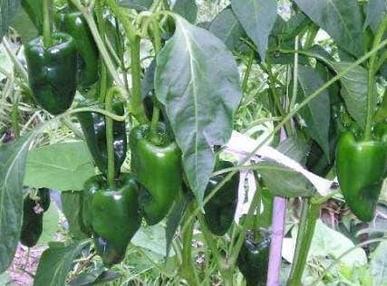 Pepper Ancho Pablano  Seeds, 25 vegetable  seeds   #IEB30