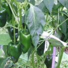 Pepper Ancho Pablano  Seeds, 25 vegetable  seeds   #IEB30