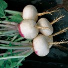 500 vegetable seeds Purple Top White Globe Turnip    #IEB30