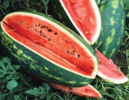 Congo Watermelon,20  Vegetable Seeds  #IEB30