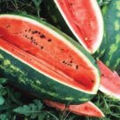 Congo Watermelon,20  Vegetable Seeds  #IEB30