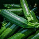 Dark Green Zucchini Squash, 25   Vegetable Seeds   #IEB30