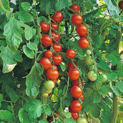 30 vegetable seeds Sugar Lump Tomato     #IEB30