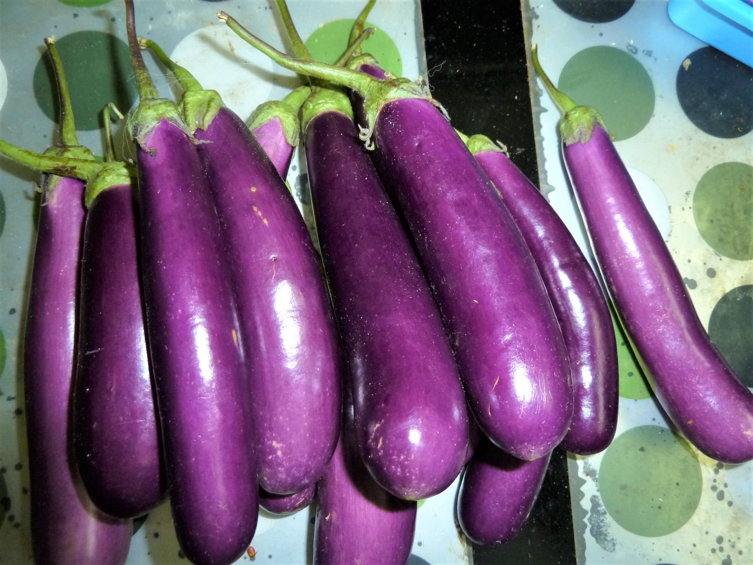 Long Purple Eggplant, 150 vegetable  Seeds   #IEB30