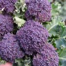 500 Vegetable Seeds Purple Sprouting Broccoli    #IEB30