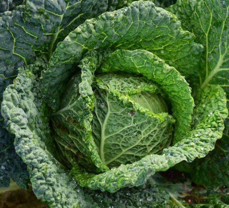 500 Vegetable Seed Savoy Cabbage  green, easy to grow #IEB30
