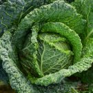 500 Vegetable Seed Savoy Cabbage  green, easy to grow #IEB30