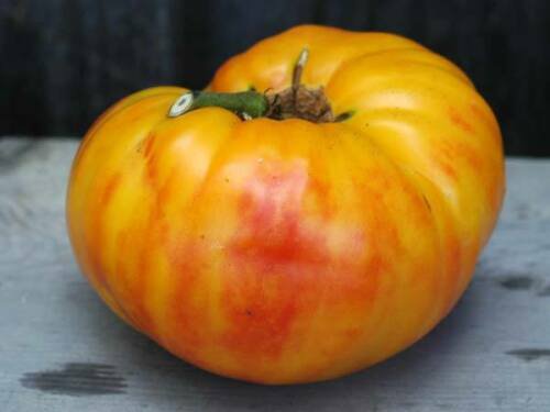 30 vegetable seeds Gold Medal Tomato     #IEB30