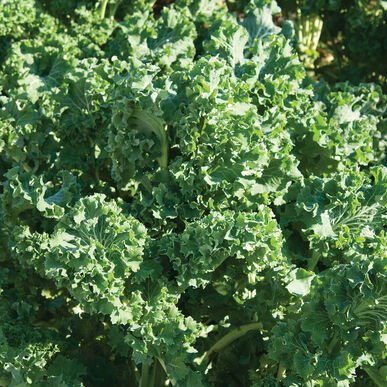500 vegetable seeds  Dwarf Siberian Kale     #IEB30