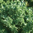 500 vegetable seeds  Dwarf Siberian Kale     #IEB30