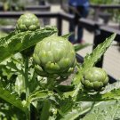 Green Globe Artichoke, 25   Vegetable Seeds #IEB30