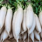 200 Vegetable Seeds White Icicle Radish     #IEB30
