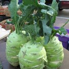 Giant Kohlrabi, 20  vegetable seeds    #IEB30