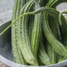 20 Vegetable Seeds Luffa Sponge Gourd   #IEB30