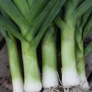 30 vegetable seeds Giant Leek, easy to grow     #IEB30