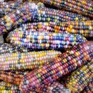 25 Glass Gem Corn Seeds, easy to grow     #IEB30