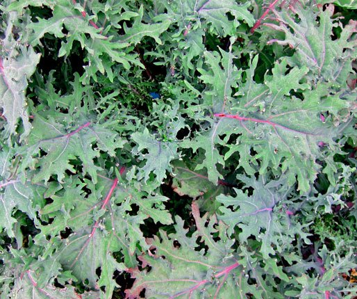 500 vegetable seeds Red Russian Kale     #IEB30
