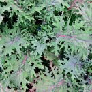 500 vegetable seeds Red Russian Kale     #IEB30