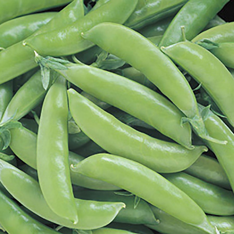 50 Vegetable Seeds Sugar Snap Pea   #IEB30