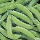 50 Vegetable Seeds Sugar Snap Pea   #IEB30