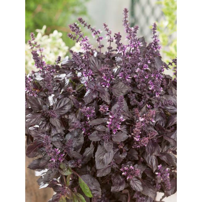 Red Rubin Basil, 150 vegetable seeds       #IEB30