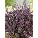 Red Rubin Basil, 150 vegetable seeds       #IEB30