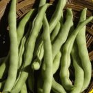 50 Vegetable Seeds Kentucky Wonder Pole Bean   #IEB30