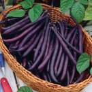 50 Vegetable Seeds Royal Burgundy Bush Bean   #IEB30