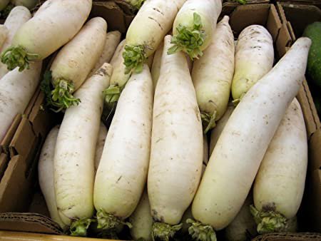 Giant Daikon Radish, 20 vegetable  Seeds   #IEB30