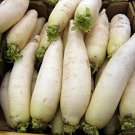 Giant Daikon Radish, 20 vegetable  Seeds   #IEB30