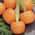parisian carrot, 300 vegetable seeds   #IEB30